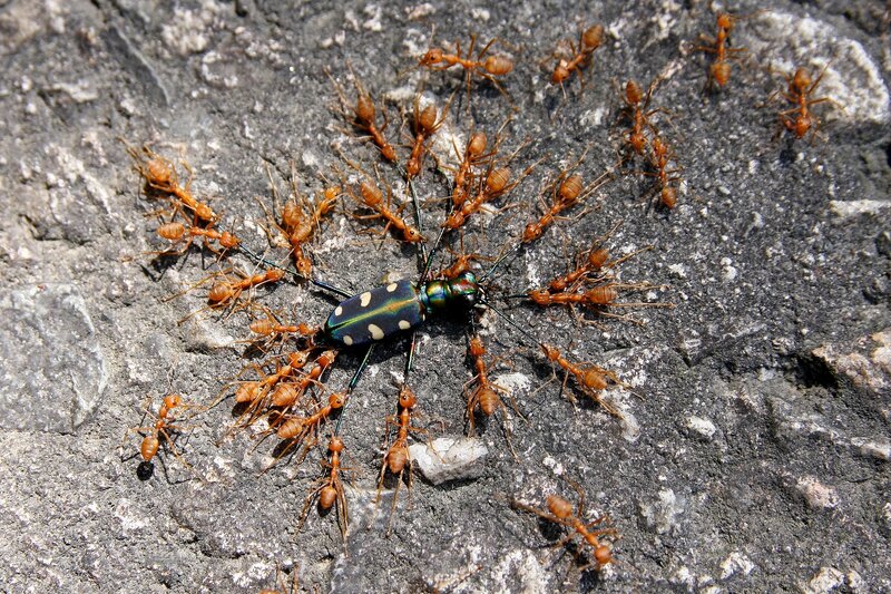 Ants attacking a beetle