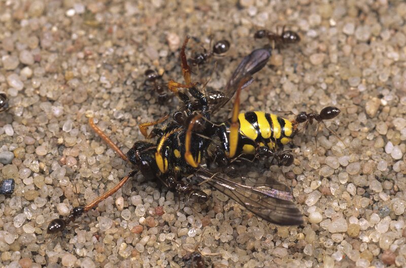 ants attacking a wasp