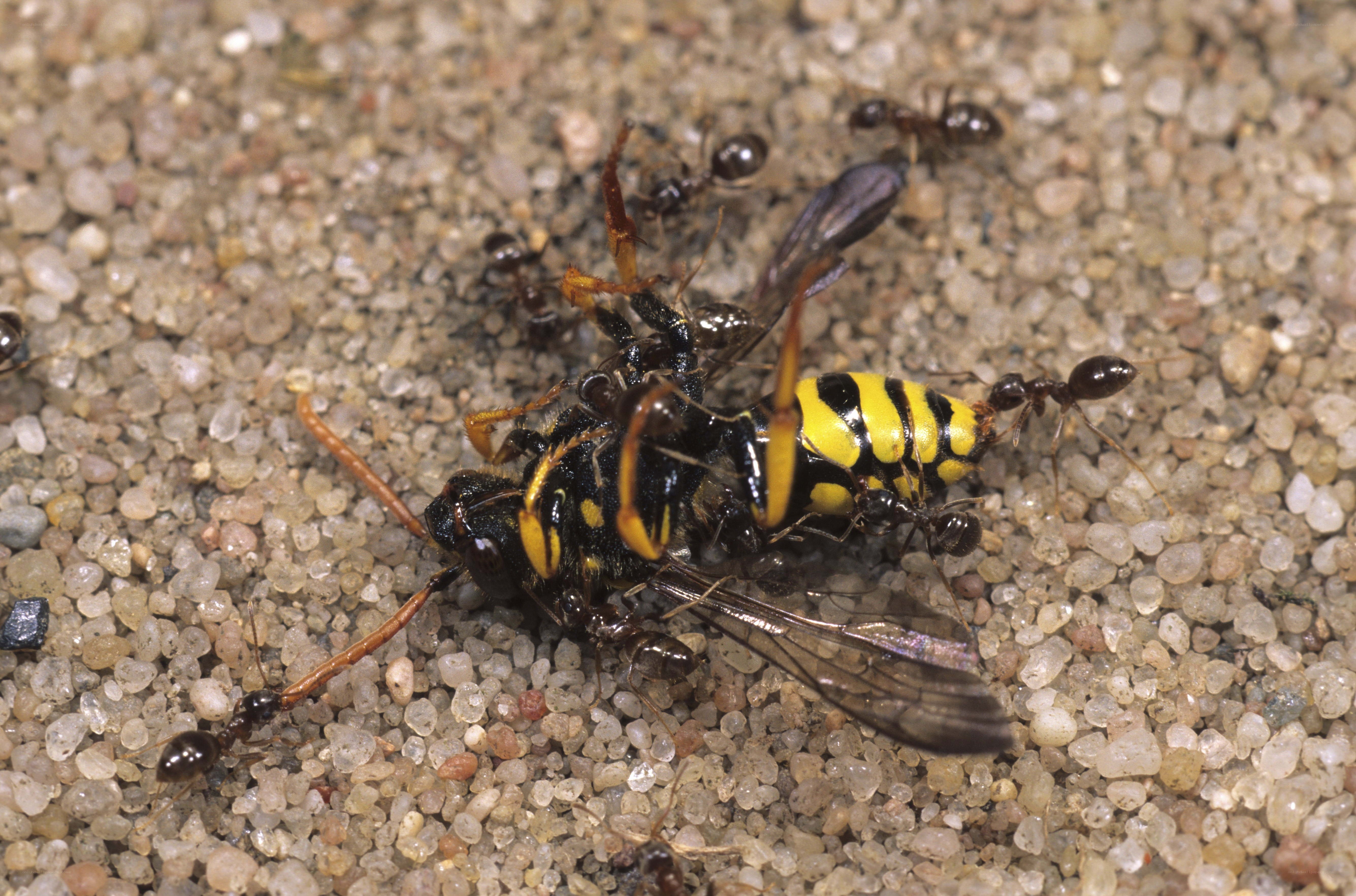 ants attacking a wasp