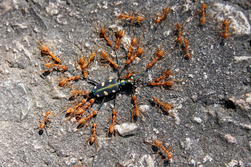 Ants Attacking Beetle
