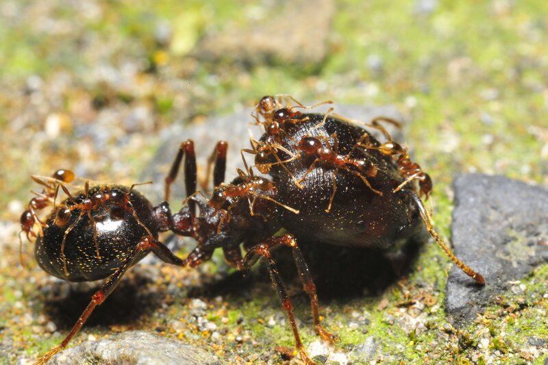 Ants carrying a beetle