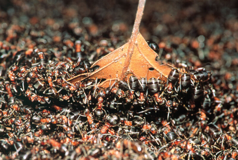 ants carrying a leaf fragment