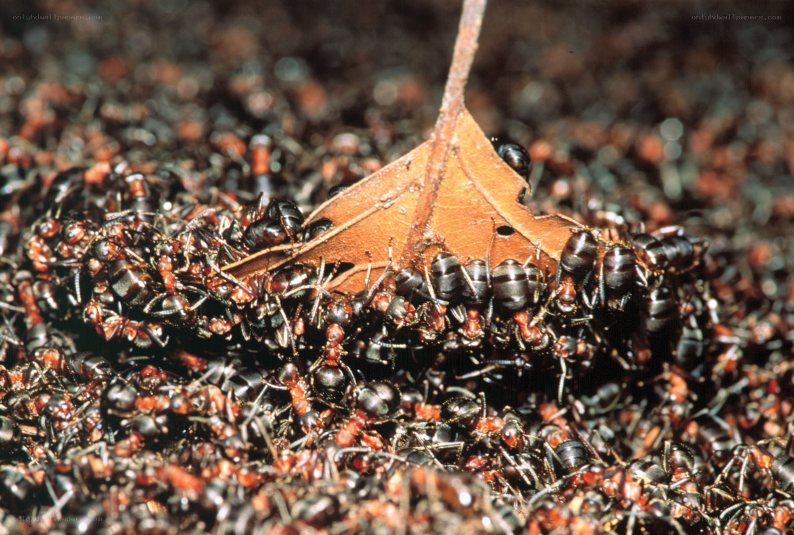 ants carrying a leaf fragment