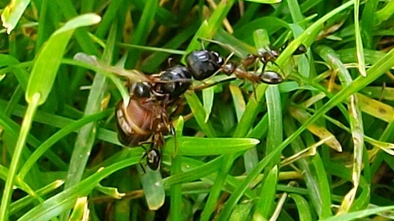 Ants Carrying Beetle