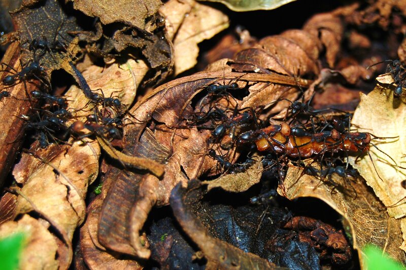 Ants Carrying Centipede