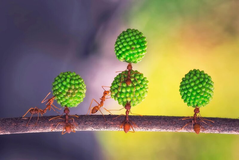 Ants Carrying Green Spheres — Dramatic