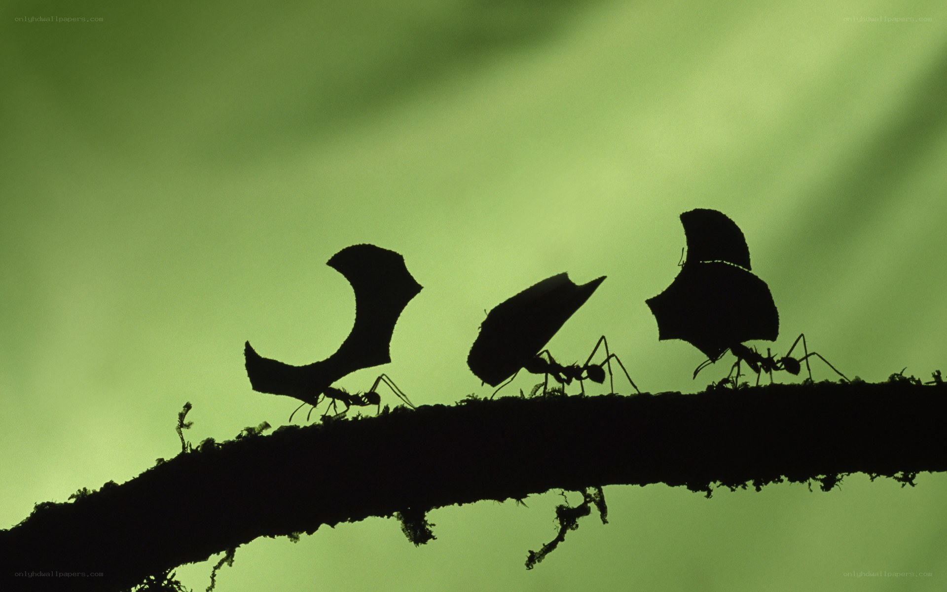 Ants carrying leaf fragments