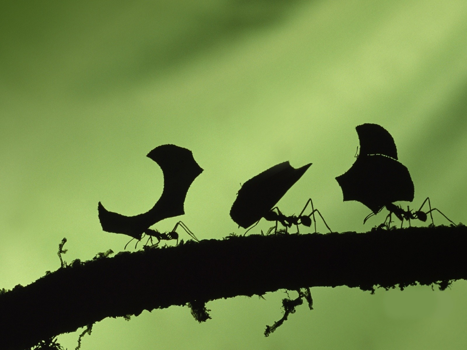 Ants carrying leaf fragments
