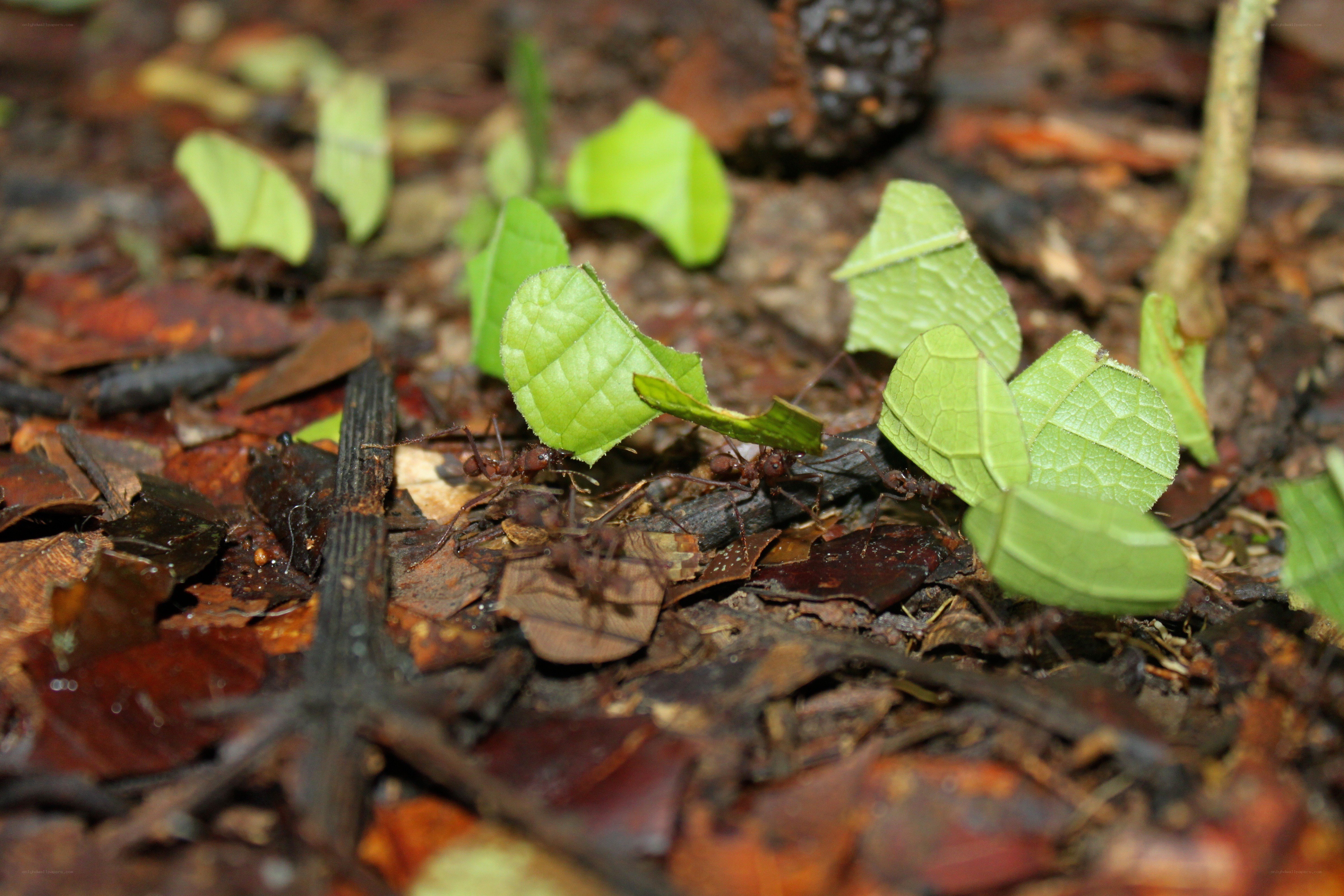 Ants carrying leaf fragments