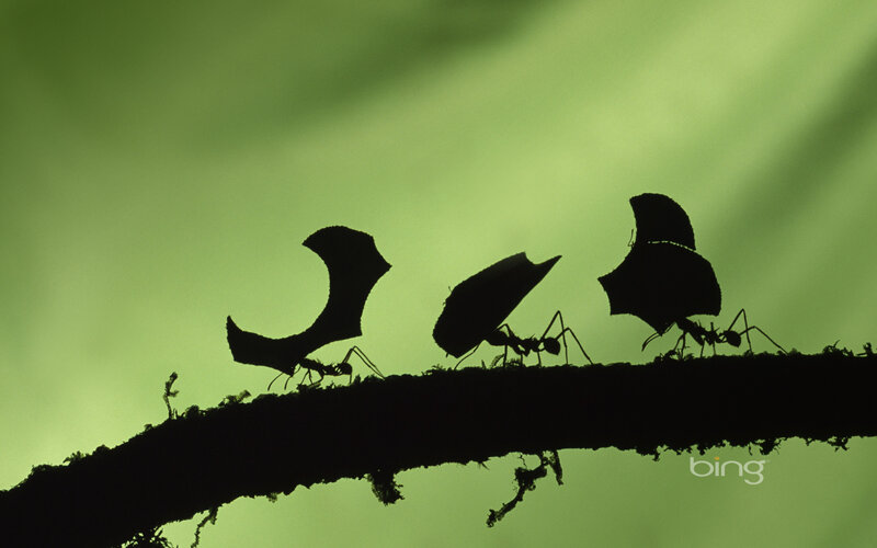 Ants carrying leaf fragments