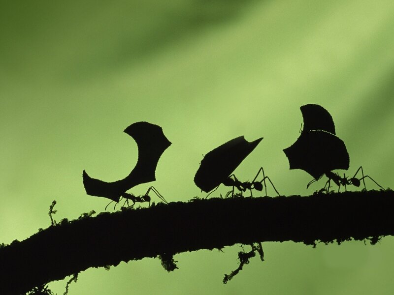Ants Carrying Leaf Fragments — Green, Dramatic