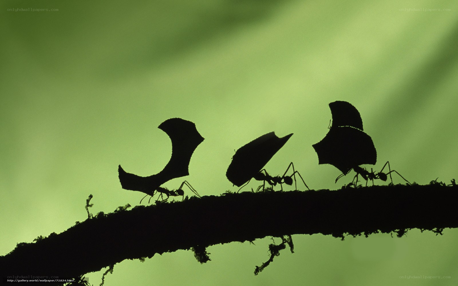 Ants carrying leaf fragments
