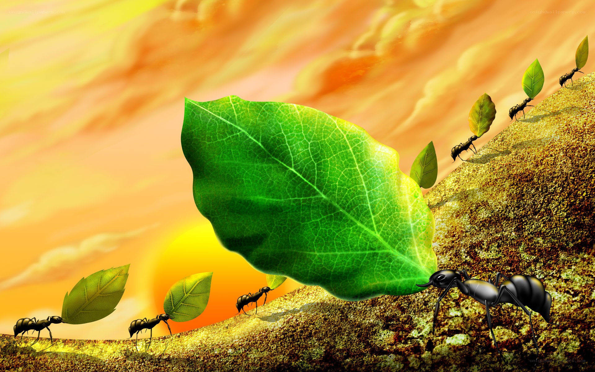 Ants carrying leaves at sunset