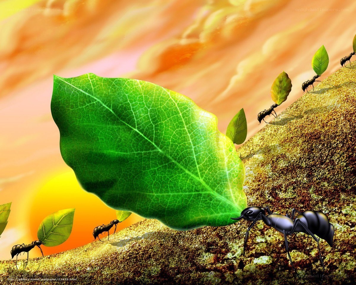 Ants carrying leaves at sunset