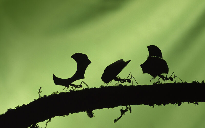 Ants Carrying Leaves — Green, Dramatic, Photograph, Branch