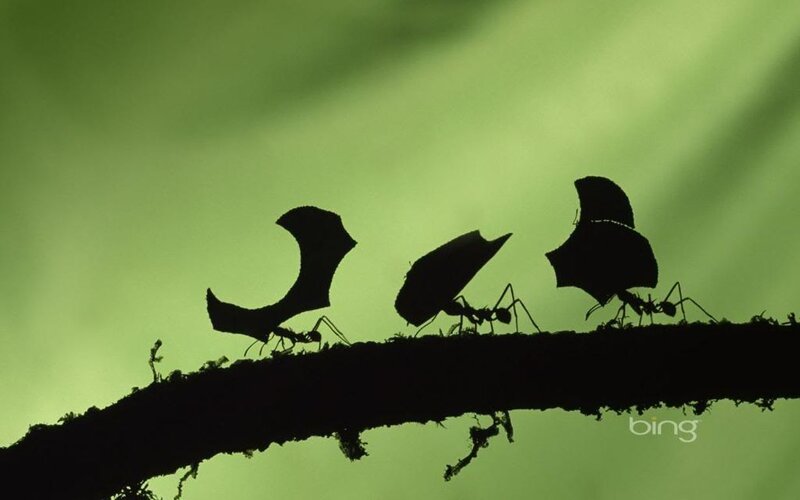 Ants Carrying Leaves — Green, Dramatic, Photograph