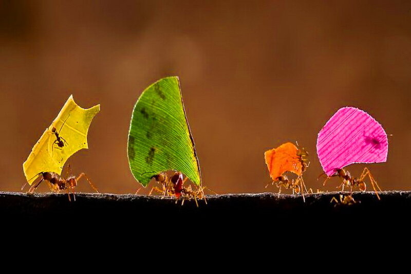 Ants Carrying Leaves — Yellow