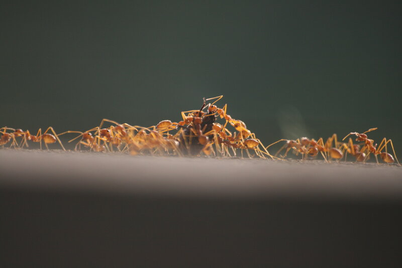 Ants Carrying Prey