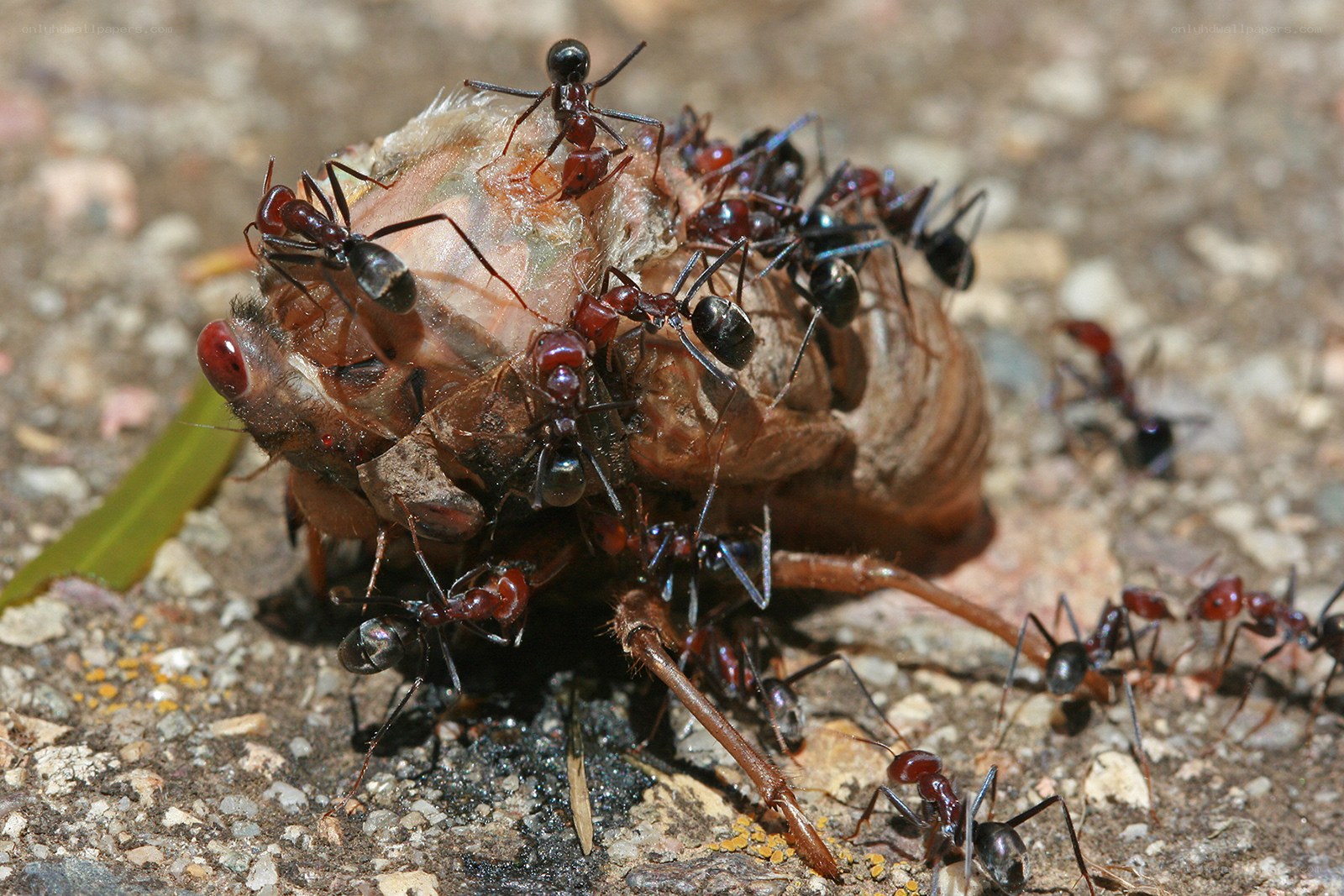 Ants feeding on cicada exoskeleton