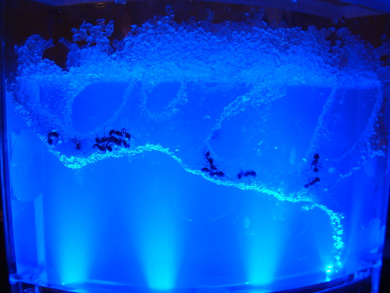 ants in a blue-lit habitat