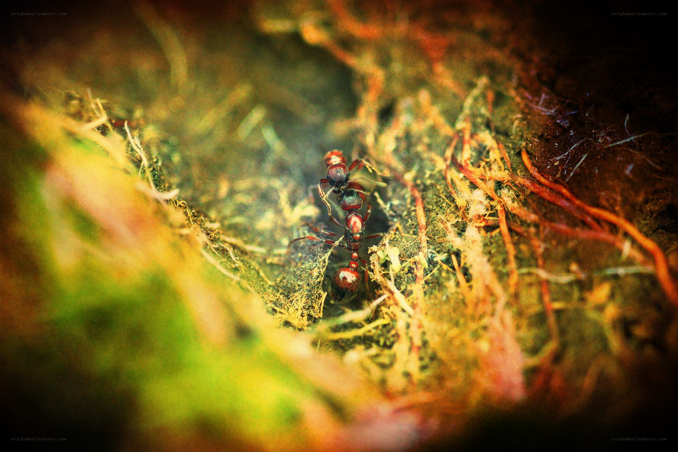 ants in a forest nest