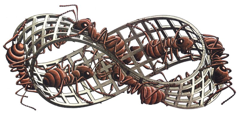 Ants in a Lattice Structure — Brown