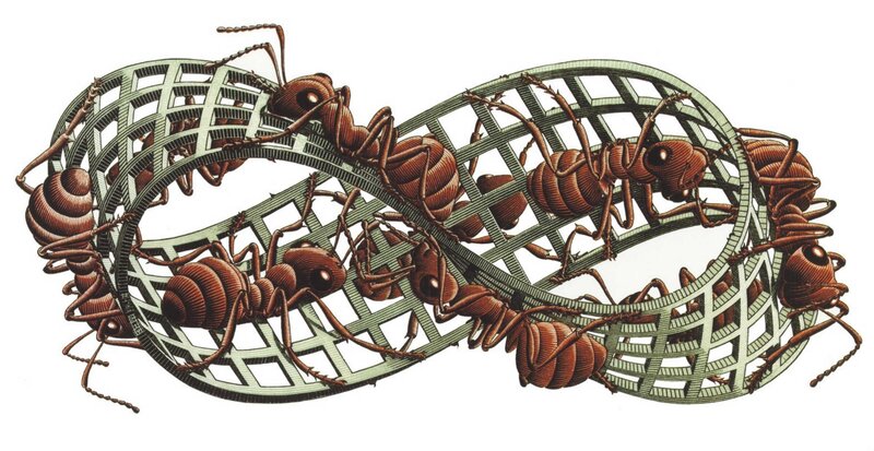 ants in a lattice structure