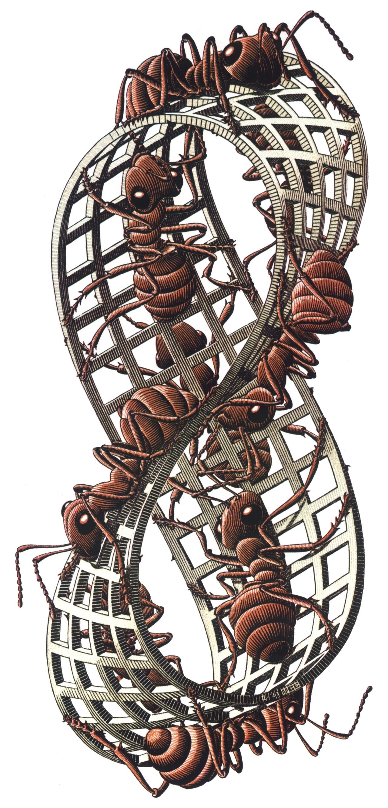 Ants in a Mobius Strip