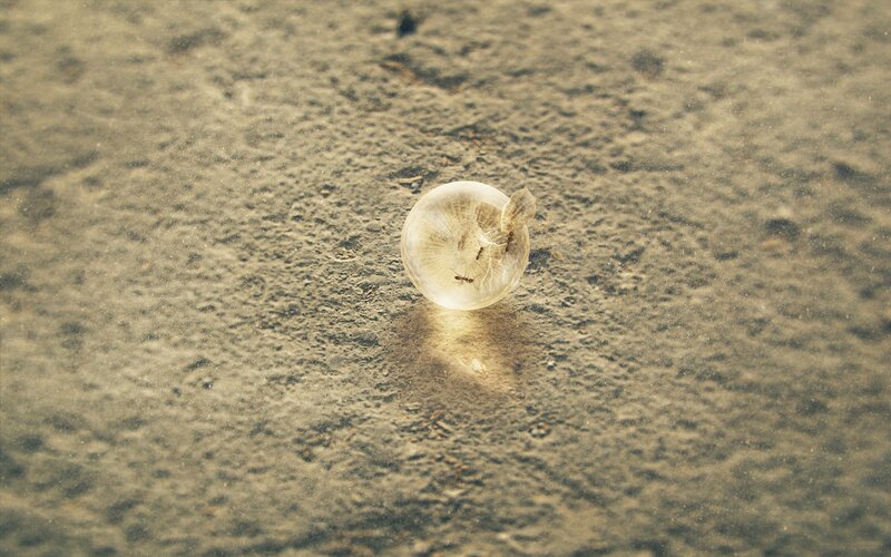 Ants in a water bubble
