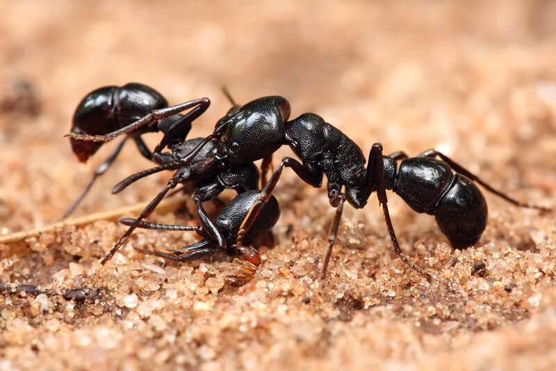 ants interacting on sand