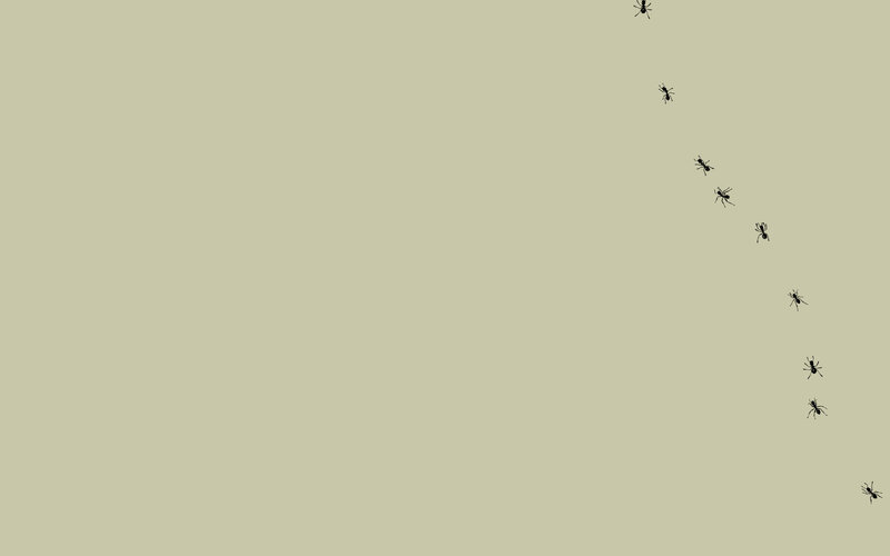 ants marching in a line