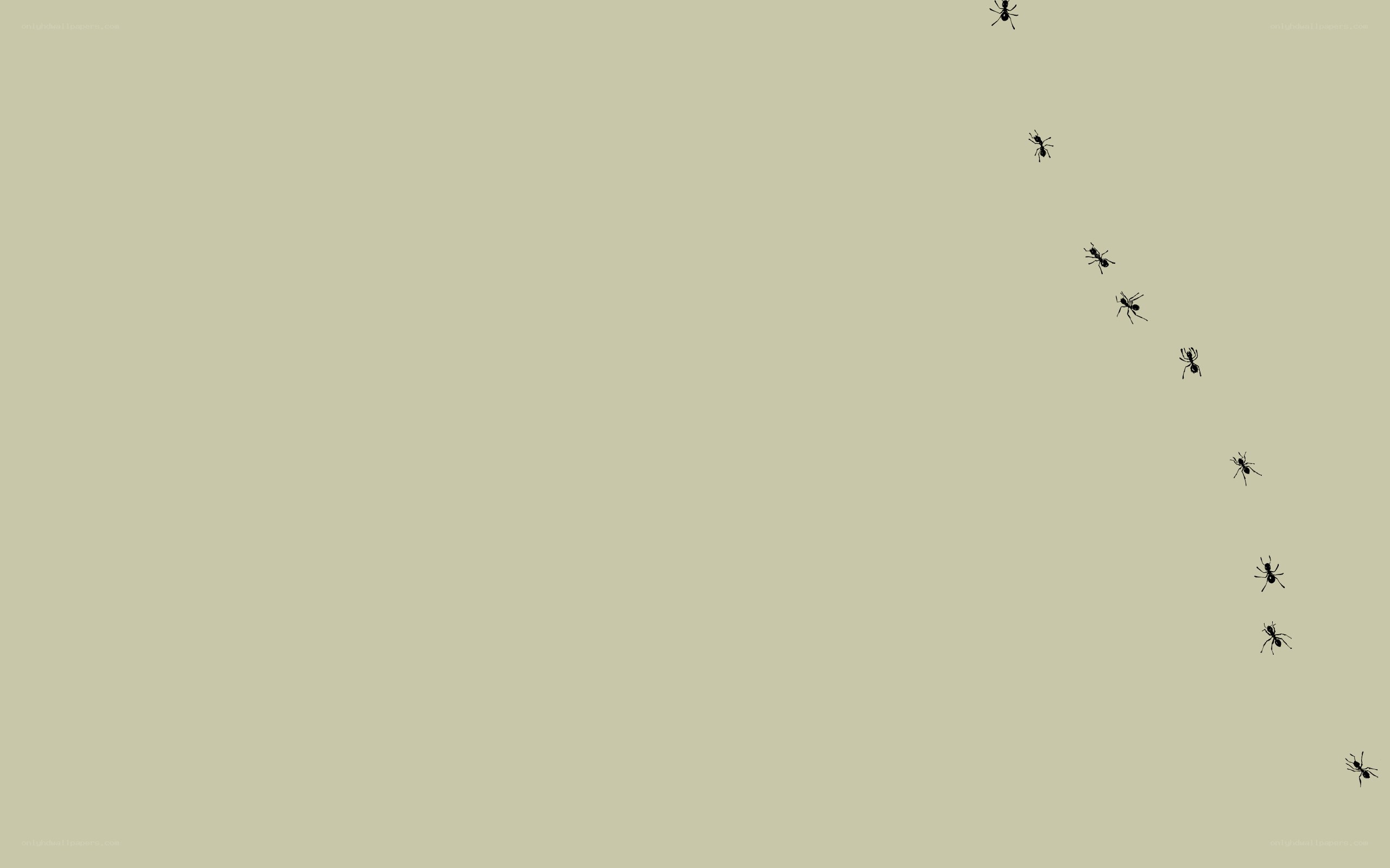 ants marching in a line
