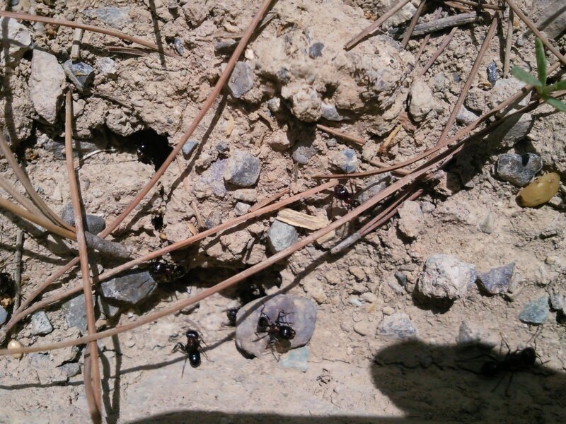ants near a nest entrance