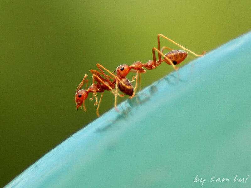 Ants on a blue surface