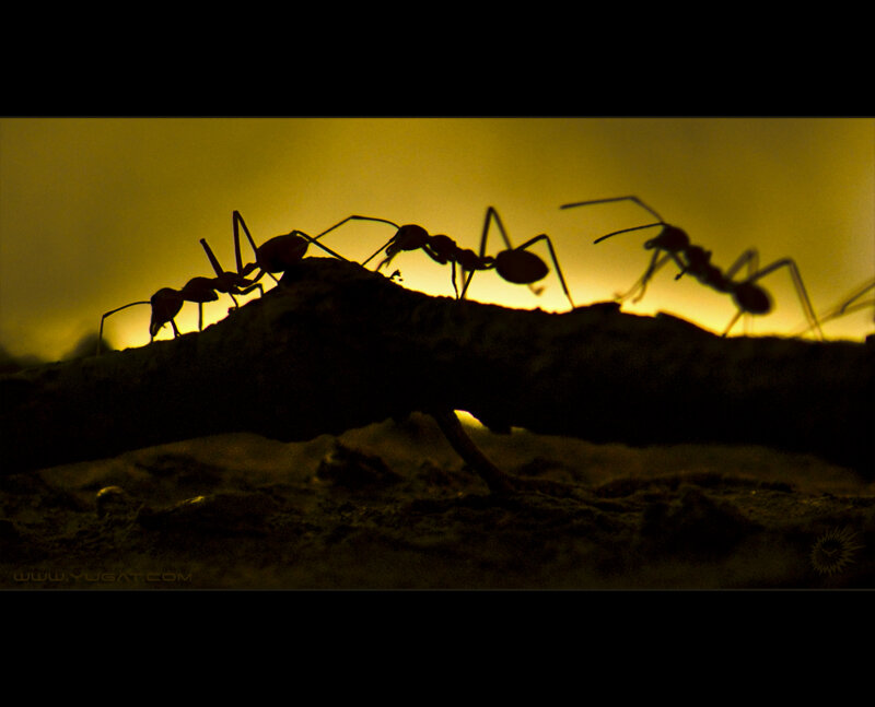 Ants on a branch at sunset