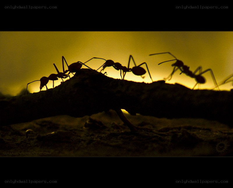 Ants on a branch at sunset