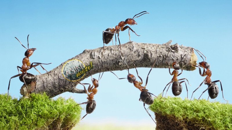 Ants on a Branch — Green