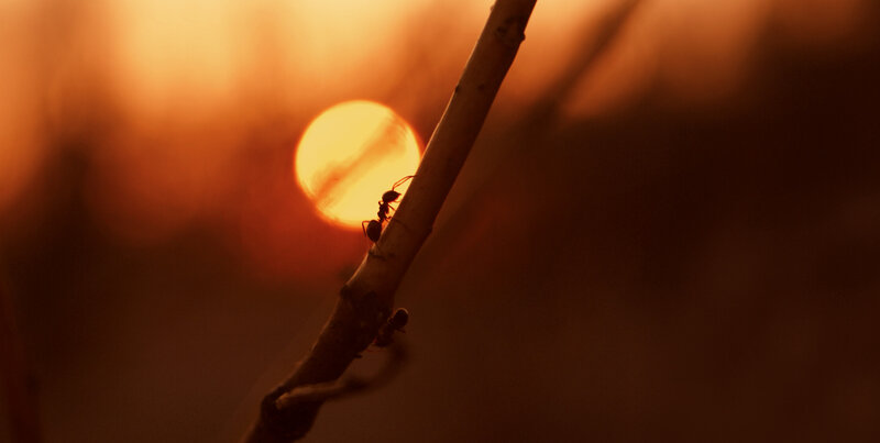 Ants on a Branch — Orange
