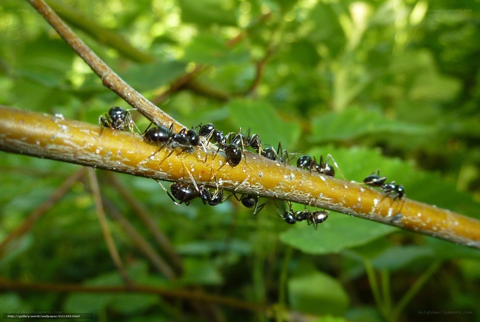 ants on a branch