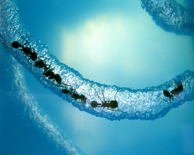 ants on a bubble bridge