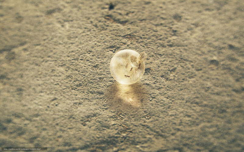 Ants on a bubble