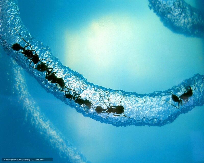Ants on a bubble trail