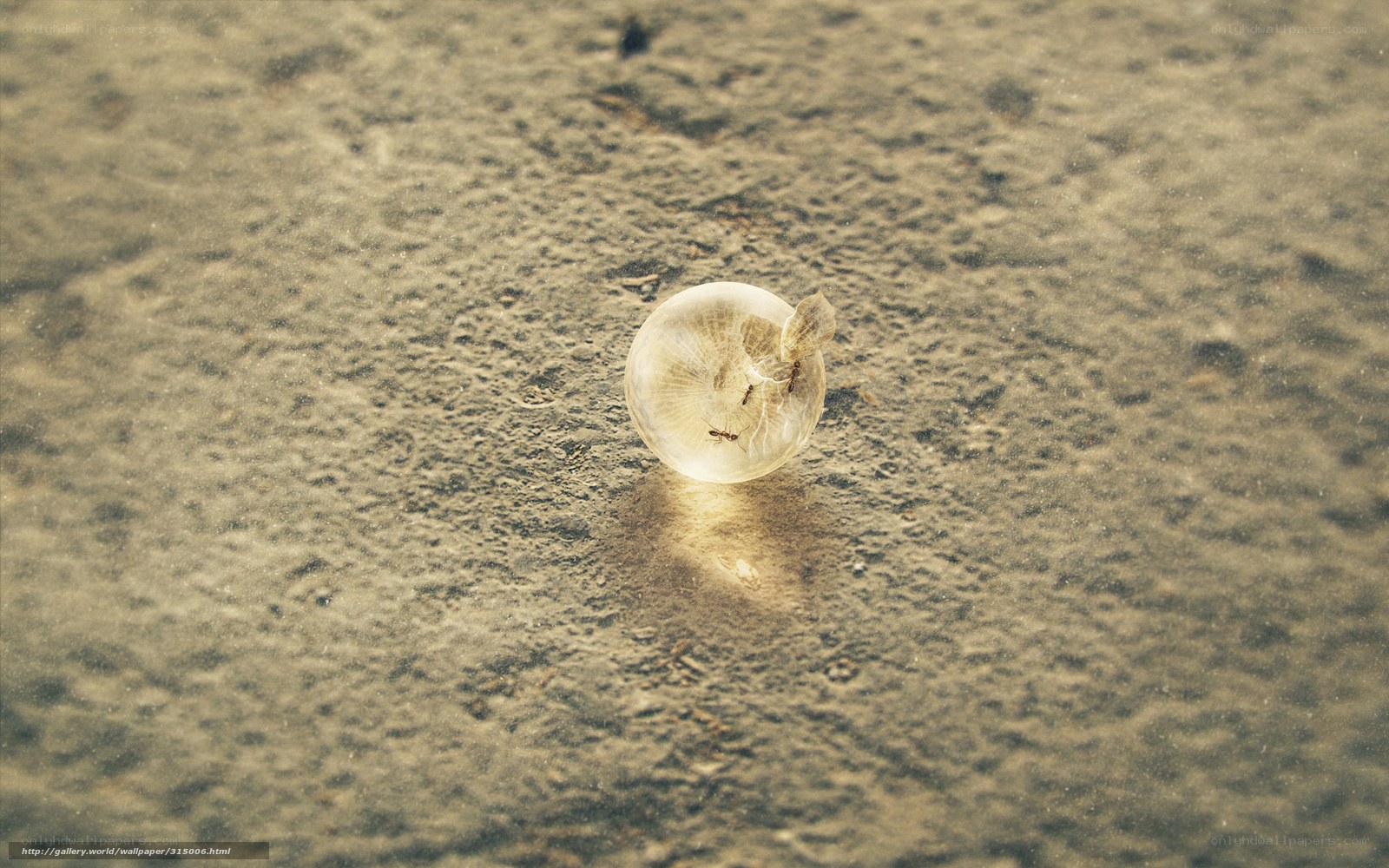 Ants on a bubble
