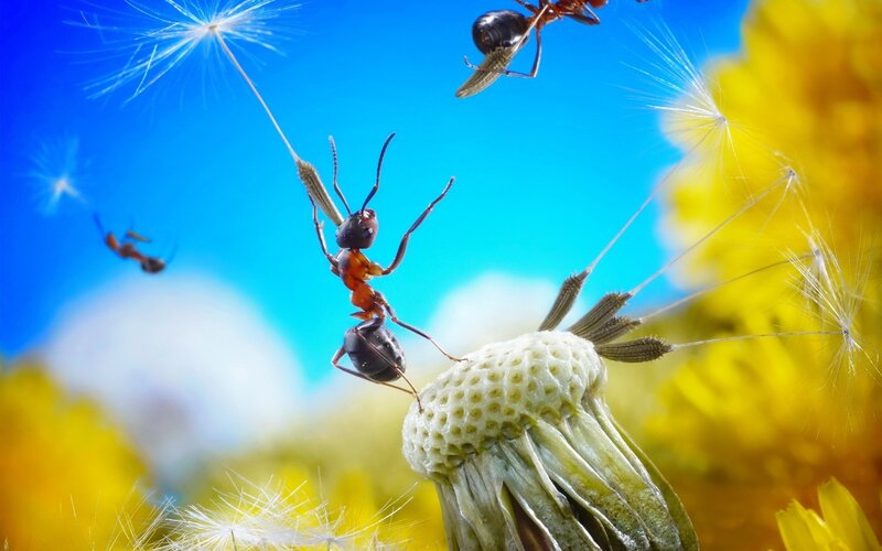 Ants on a dandelion
