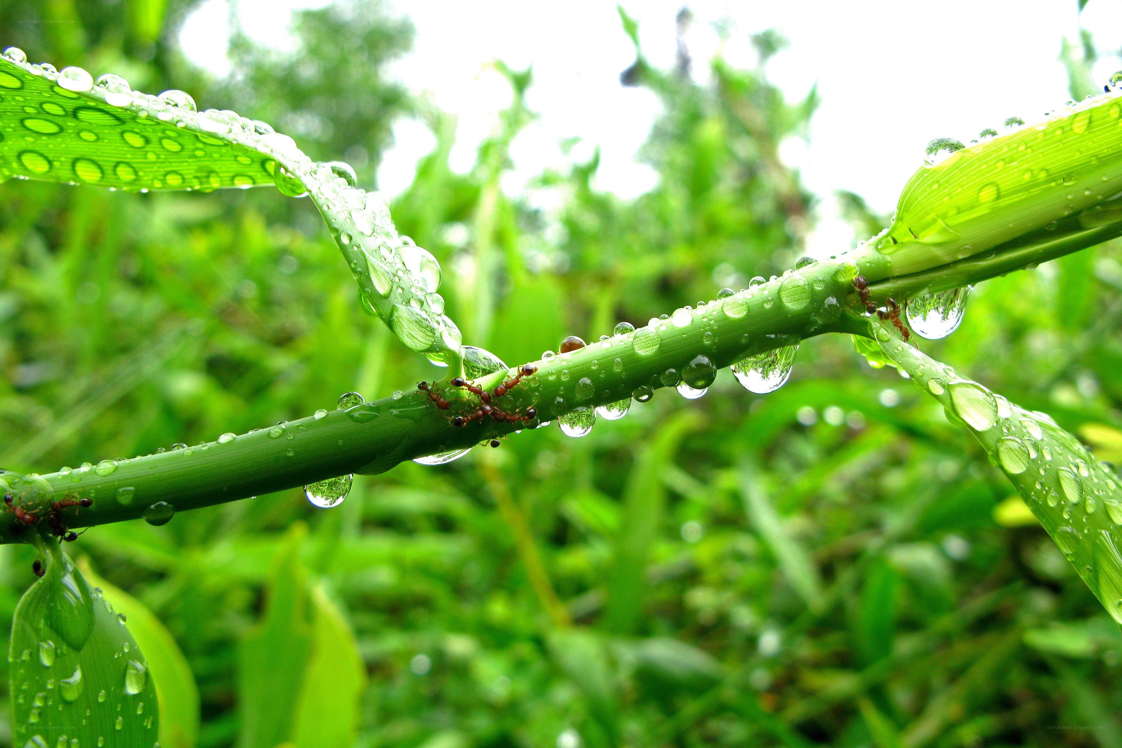 Ants on a dew-covered plant