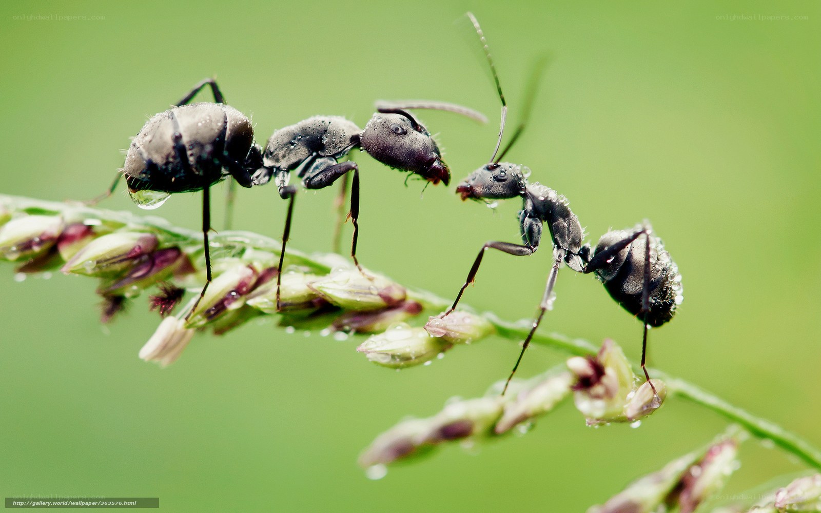 Ants on a dew-covered plant