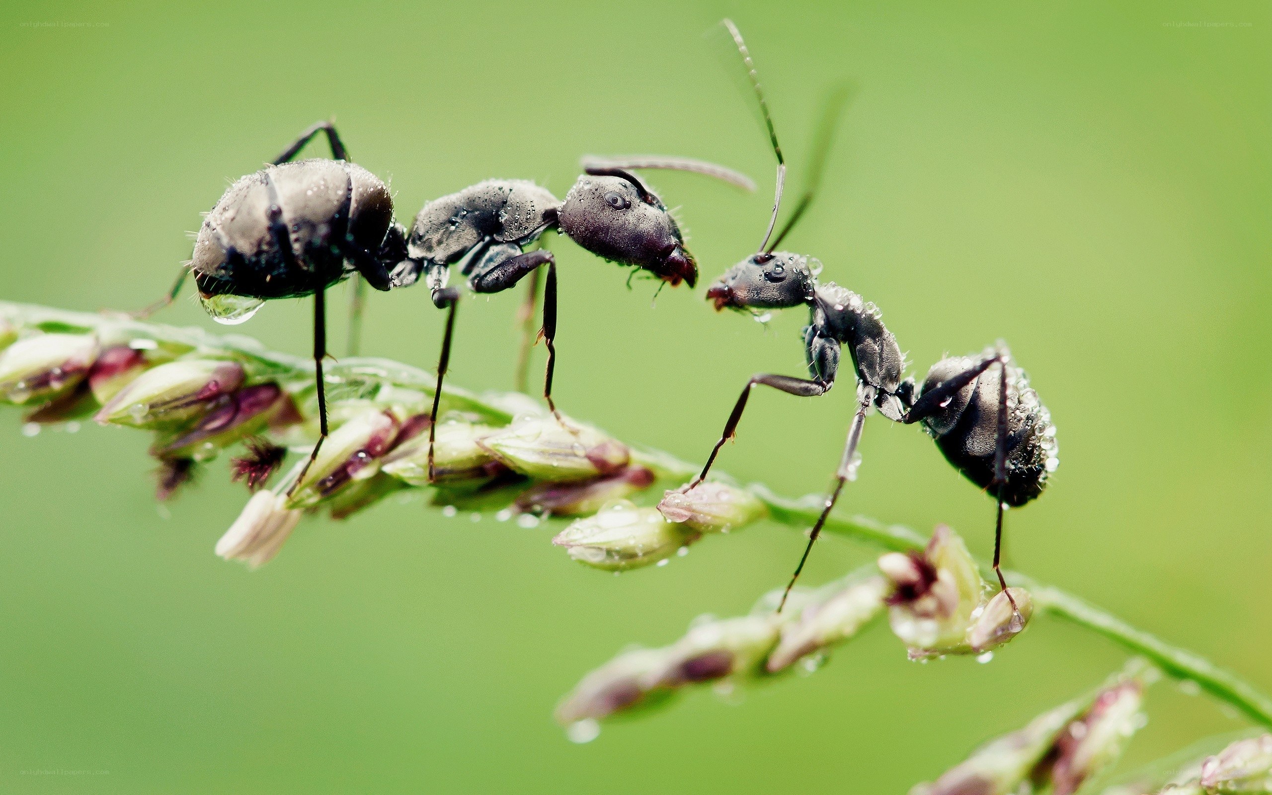 ants on a dewy plant