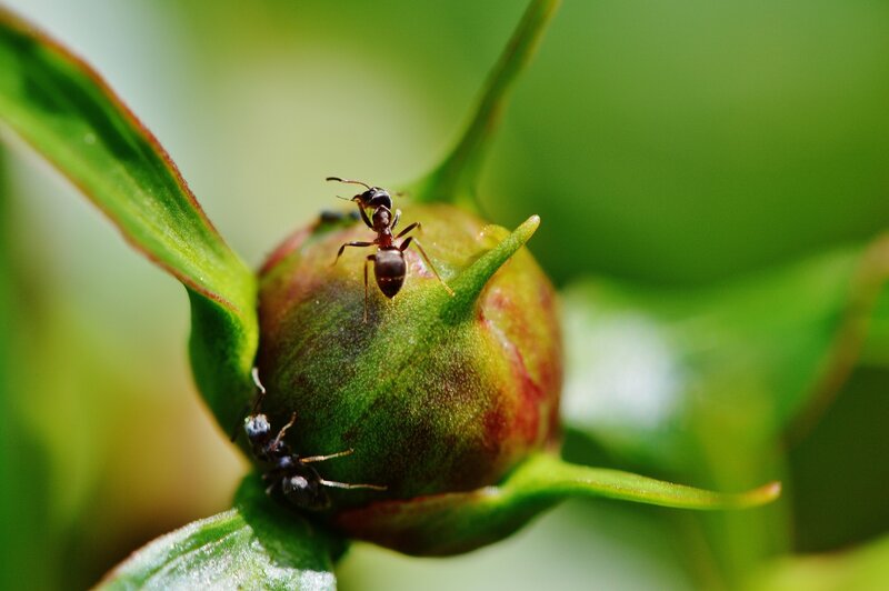 Ants on a flower bud
