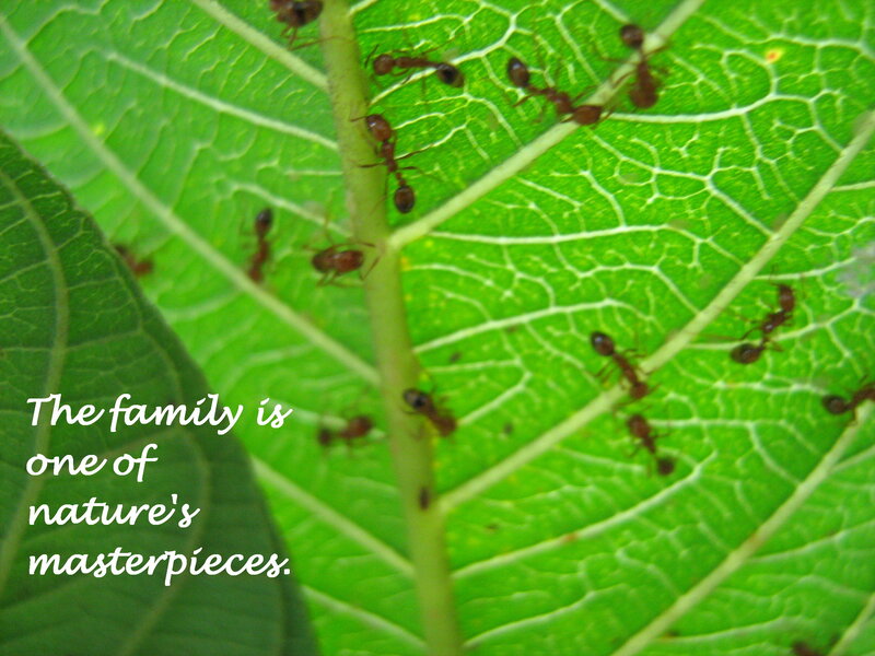 Ants on a green leaf