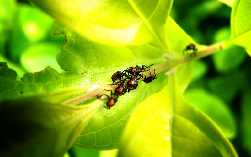ants on a green leaf